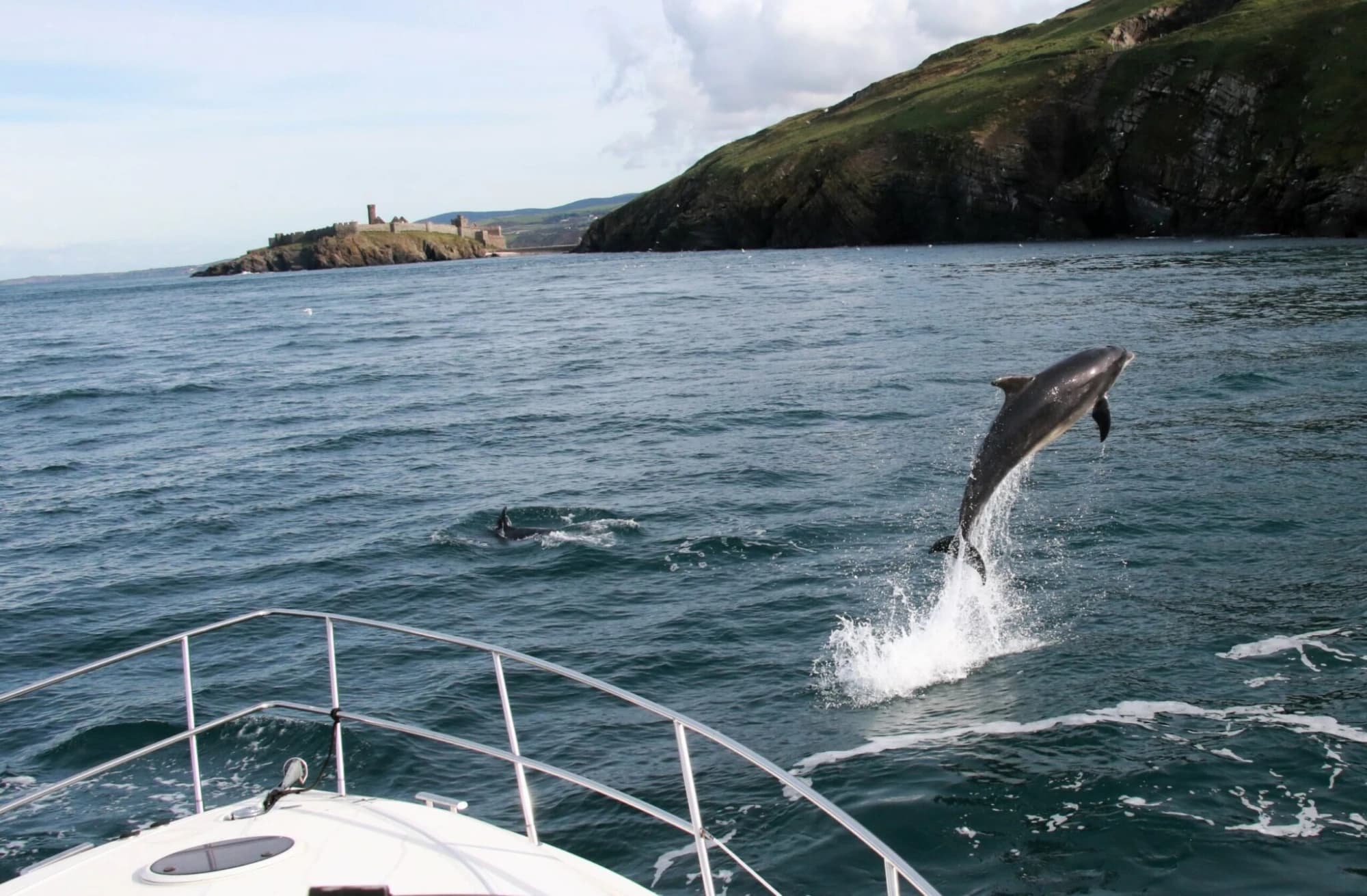 A dolphin leaping from the sea near Peel Castle, Isle of Man